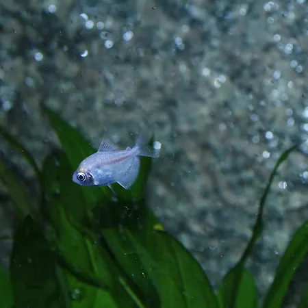 Casa Da Fonte Gerês Apartamento *