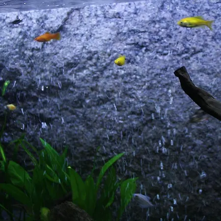 Апартаменты Casa Da Fonte Geres Кампу-ду-Жереш