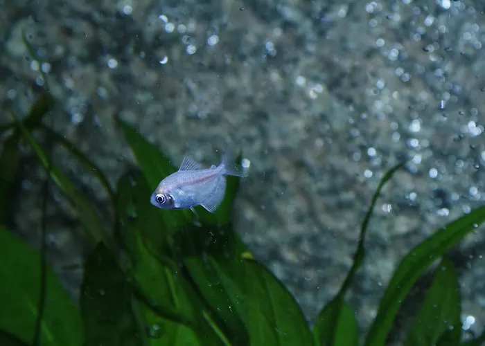 Casa Da Fonte Geres Apartment *