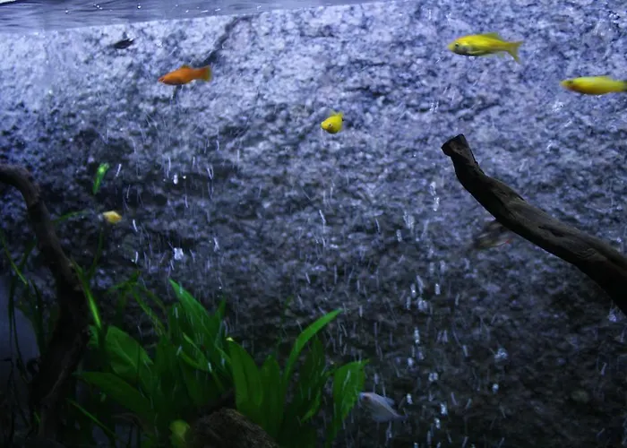 Apartment Casa Da Fonte Geres Campo do Geres